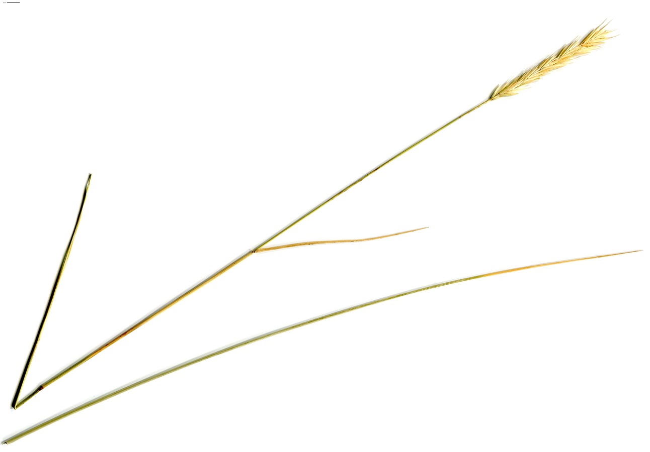 Ammophila arenaria subsp. arenaria (Poaceae)